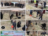 مراسم نمادین کاشت چندین اصله درخت در پارک مره خونی سردرود برگزار شد