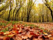 پاییز خزان در شهر سردرود