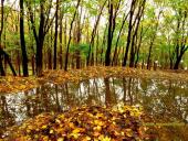 پاییز خزان در شهر سردرود